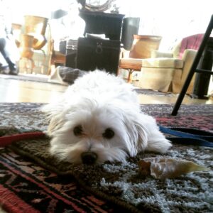 Dog Trainer Indianapolis Blog on housebreaking dogs