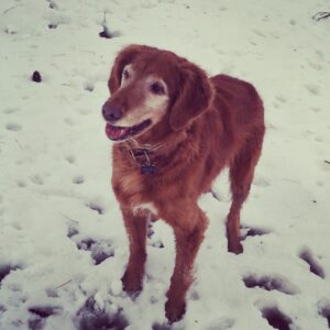 Our Indianapolis dog training programs are for dogs of ALL ages!